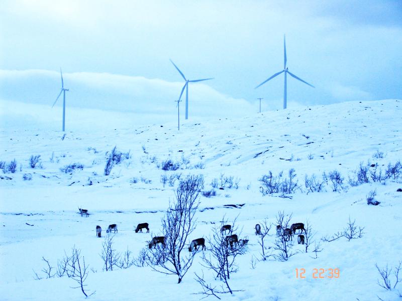 reindeer and wind blades.jpg